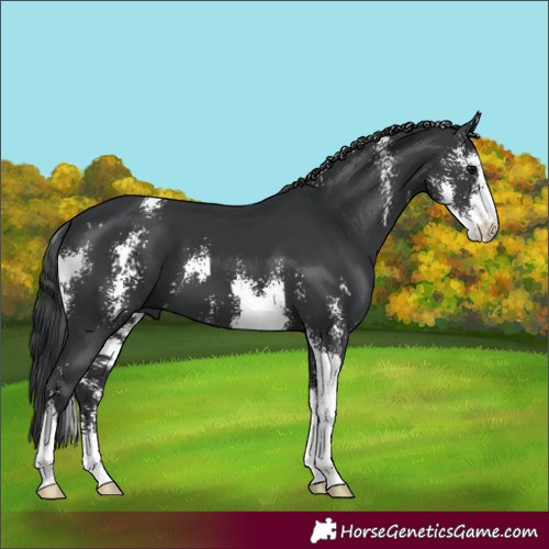 Horse Color:Black Sabino