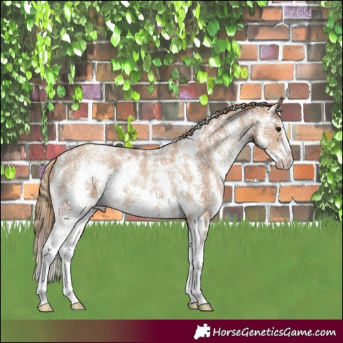 Horse Color:Black Pearl Sabino Varnish 