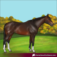 Horse Color:Gray White Spotted Bay