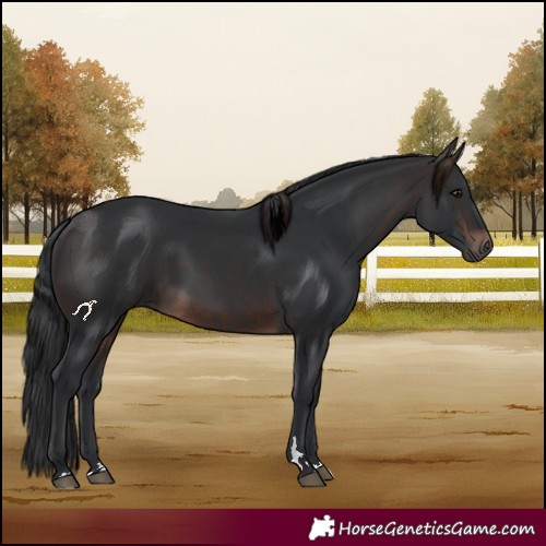 Horse Color:Brown 