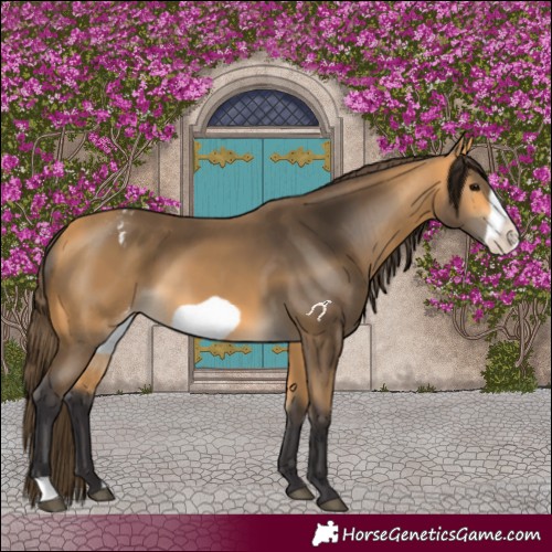 Horse Color:Buckskin Frame Varnish 