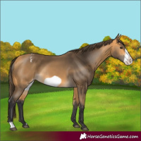Horse Color:Buckskin Frame Varnish