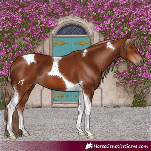 Horse Color:Chestnut Tobiano 