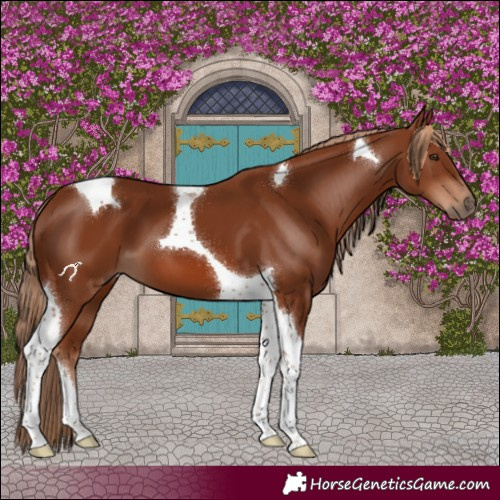 Horse Color:Chestnut Tobiano 