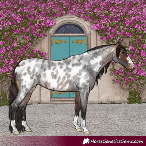 Horse Color:Bay Roan Near Leopard 
