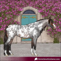 Horse Color:Bay Roan Near Leopard