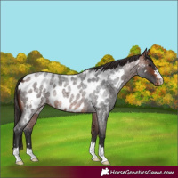 Horse Color:Bay Roan Near Leopard 