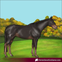 Horse Color:Liver Chestnut 