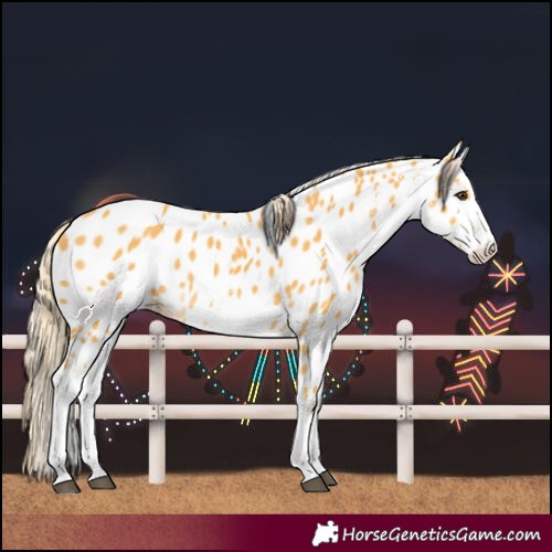 Horse Color:White Spotted Palomino Near Leopard 