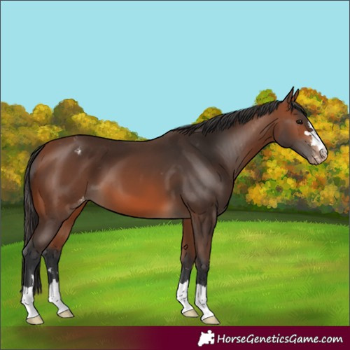 Horse Color:Bay Appaloosa