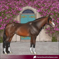 Horse Color:Bay Varnish 
