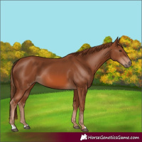 Horse Color:Chestnut 
