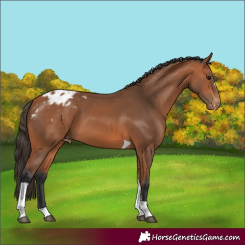 Horse Color:Bay Tobiano Varnish 