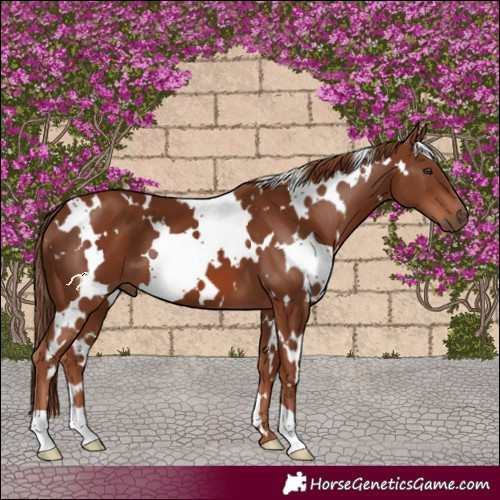 Horse Color:White Spotted Chestnut