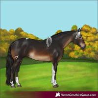 Horse Color:Gray Bay Tobiano 