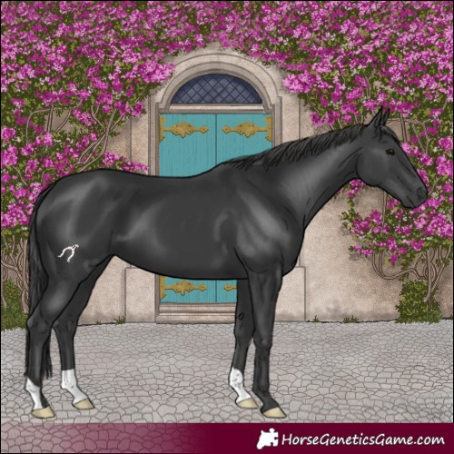 Horse Color:Black 