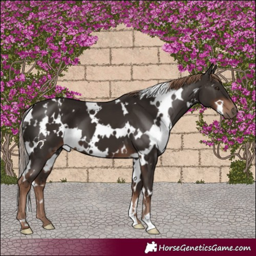 Horse Color:White Spotted Liver Chestnut 