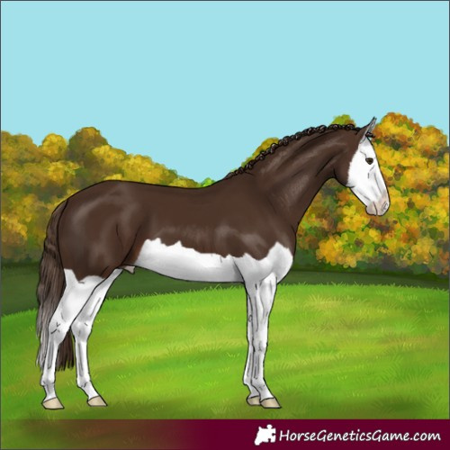 Horse Color:Liver Chestnut Splash 