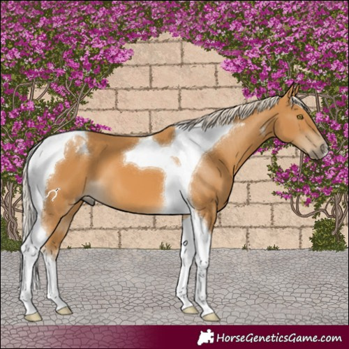 Horse Color:Palomino Tobiano 