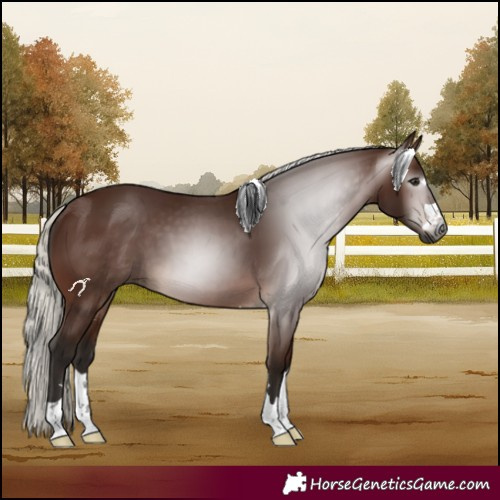 Horse Color:Gray Silver Bay 