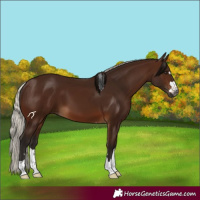 Horse Color:Gray Silver Bay