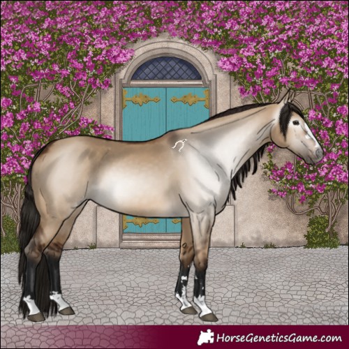 Horse Color:Gray Bay Dun Varnish 