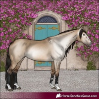 Horse Color:Gray Bay Dun Varnish