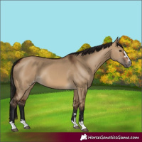 Horse Color:Gray Bay Dun Appaloosa