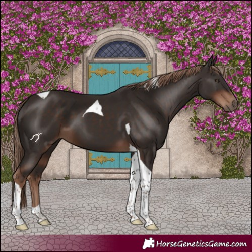 Horse Color:Liver Chestnut Tobiano 