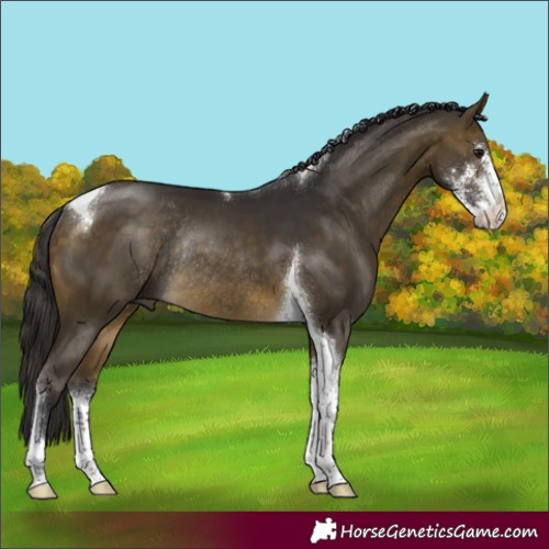Horse Color:Buckskin Sabino Tobiano Rabicano 