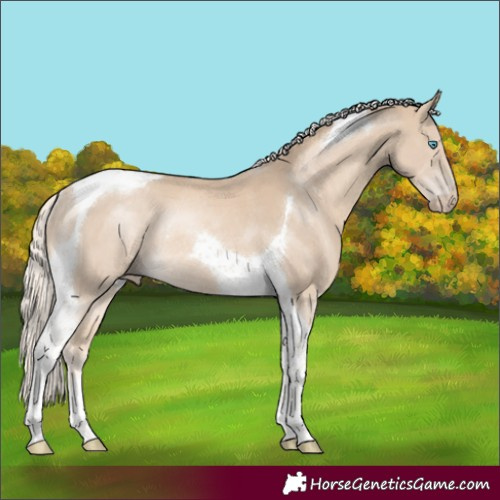 Horse Color:Cremello Tobiano Rabicano 