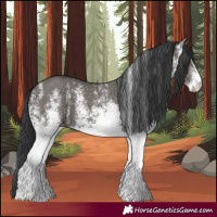 Horse Color:White Spotted Grullo 