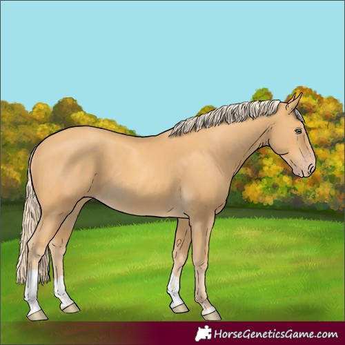 Horse Color:Gold Cream Champagne Tobiano Rabicano