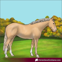 Horse Color:Gold Cream Champagne Tobiano Rabicano