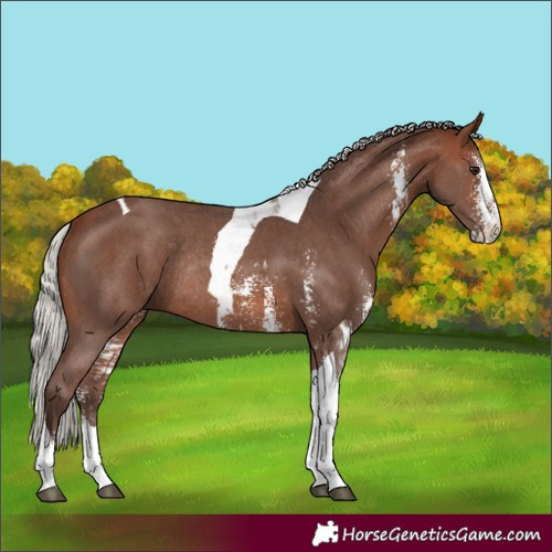 Horse Color:Silver Brown Sabino Tobiano Rabicano