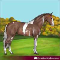 Horse Color:Silver Brown Sabino Tobiano Rabicano