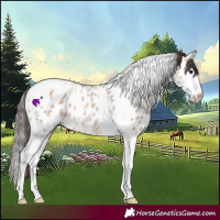 Horse Color:Bay Dun Splash Tobiano Leopard