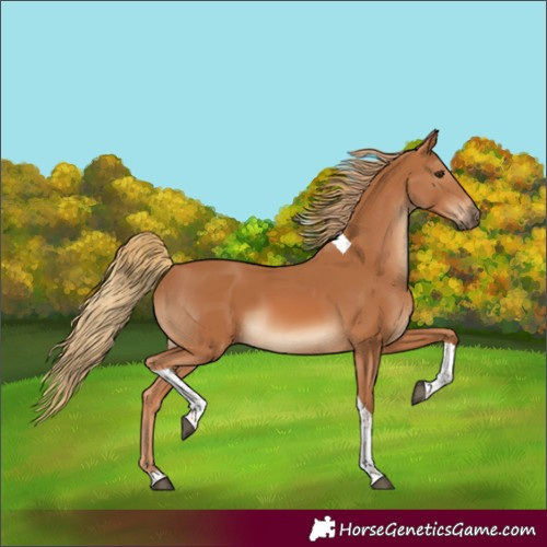 Horse Color:Chestnut Tobiano 