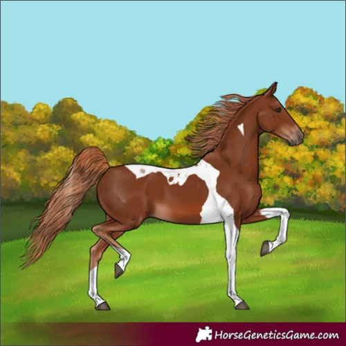 Horse Color:Chestnut Tobiano