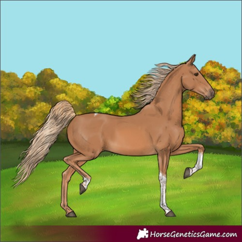 Horse Color:Chestnut Tobiano Rabicano