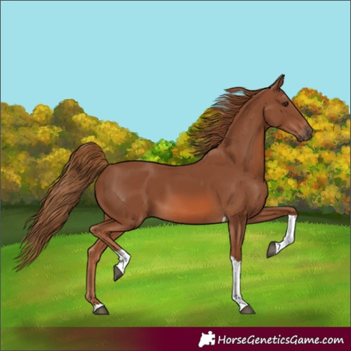 Horse Color:Chestnut Tobiano