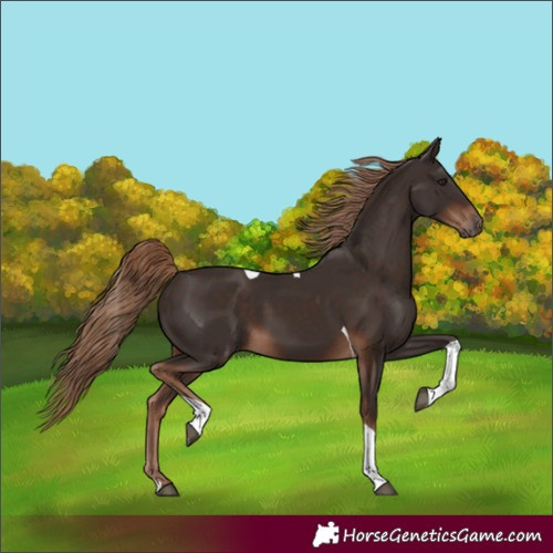 Horse Color:Liver Chestnut Tobiano