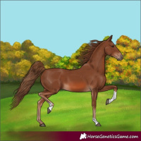 Horse Color:Chestnut Tobiano 