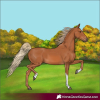 Horse Color:Chestnut Tobiano