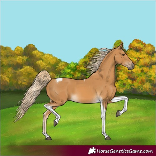 Horse Color:Palomino Tobiano