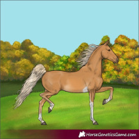 Horse Color:Palomino Tobiano Rabicano 