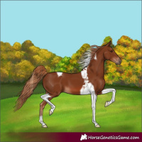 Horse Color:Chestnut Tobiano