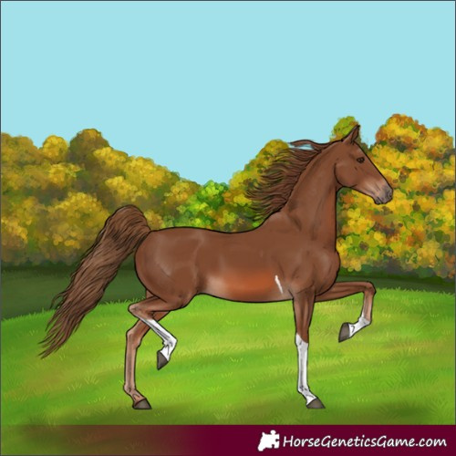 Horse Color:Chestnut Tobiano 
