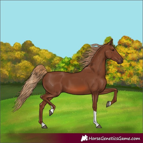 Horse Color:Chestnut Tobiano