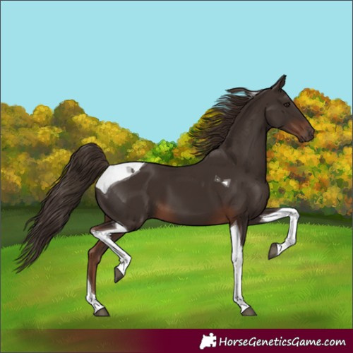 Horse Color:Liver Chestnut Tobiano